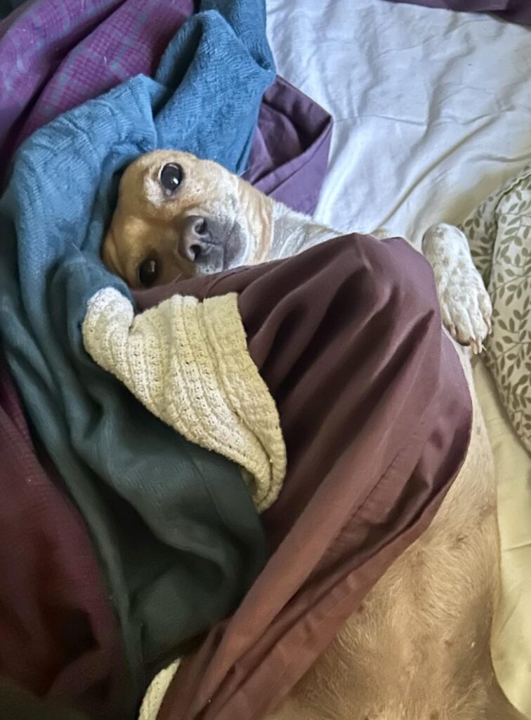 chiweenie in a blanket