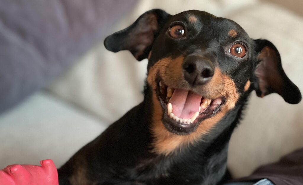 Healthy and Happy Chiweenie