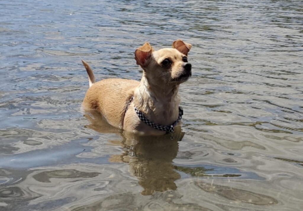 Chiweenie going for a swim!