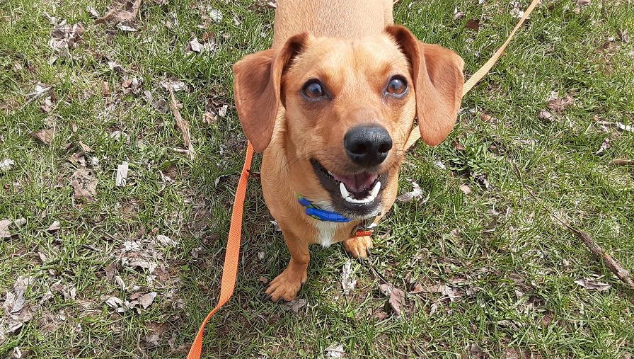 A beautiful, healthy Chiweenie smile