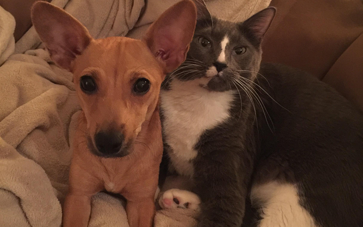 Are Chiweenies Good with Cats? Discover the Purrfect Harmony!
