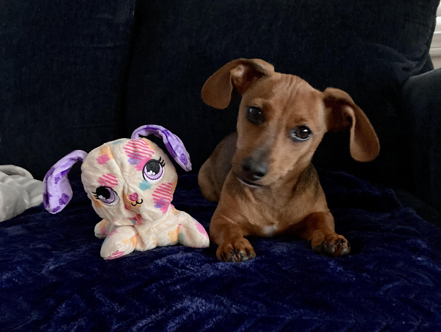 Are Chiweenies Smart? Unleashing the Intelligence of These Clever Canines