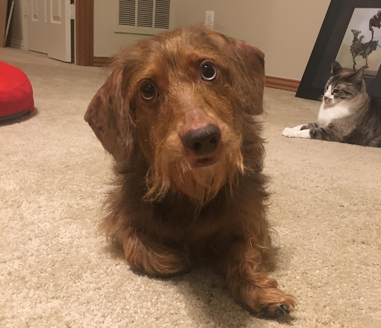 Step-by-Step Guide to Grooming and Caring for Your Longhair Dachshund’s Coat